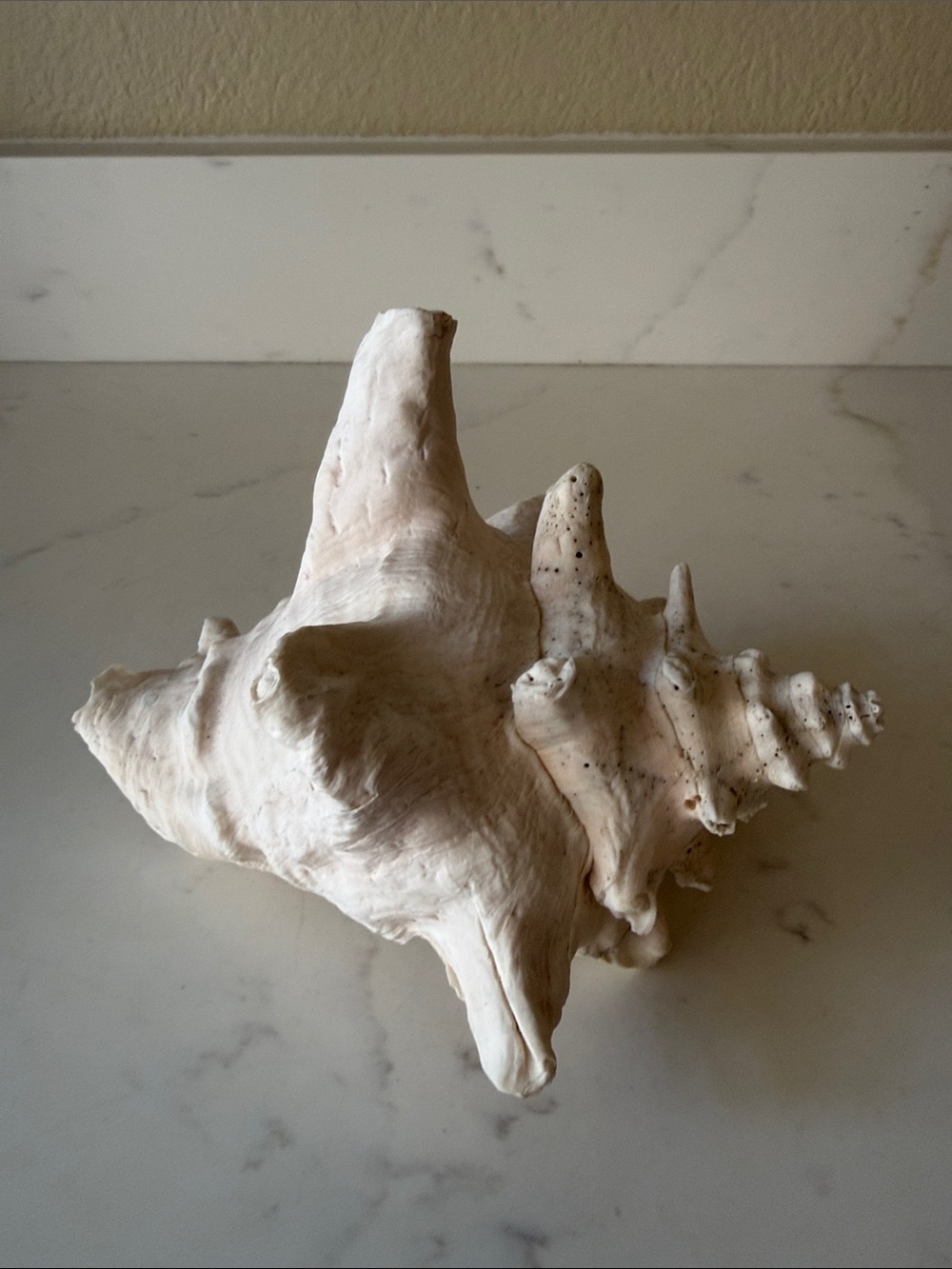 Conch Shell - Picture 4 of 6